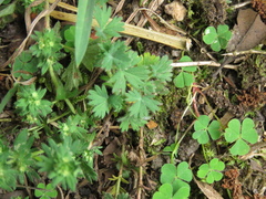 Alchemilla aphanoides
