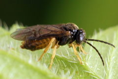 Metallus lanceolatus