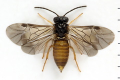 Metallus lanceolatus