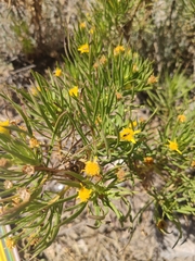 Euryops arabicus