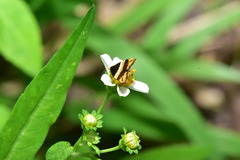 Choreutis basalis