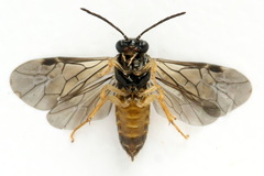 Metallus lanceolatus