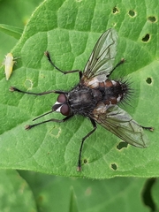 Dexiinae