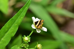 Choreutis basalis