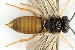 Metallus lanceolatus