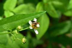 Choreutis basalis