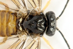 Metallus lanceolatus