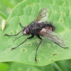 Dexiinae