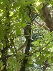 Callosciurus finlaysonii