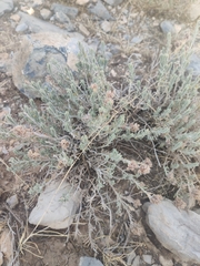Teucrium