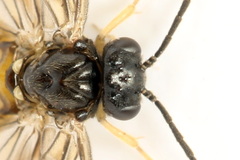 Metallus lanceolatus
