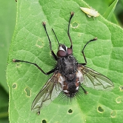 Dexiinae