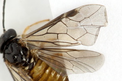 Metallus lanceolatus