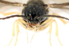 Metallus lanceolatus