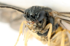 Metallus lanceolatus