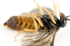 Metallus lanceolatus