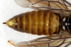 Metallus lanceolatus