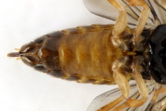Metallus lanceolatus