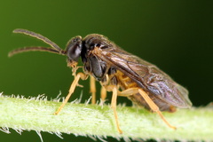 Metallus lanceolatus