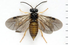 Metallus lanceolatus