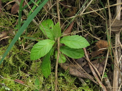 Critoniopsis bogotana