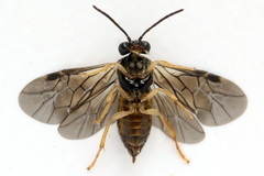 Metallus lanceolatus