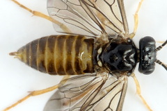 Metallus lanceolatus
