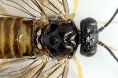 Metallus lanceolatus