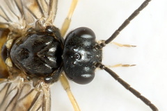Metallus lanceolatus