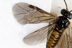 Metallus lanceolatus