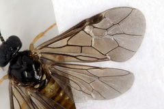 Metallus lanceolatus