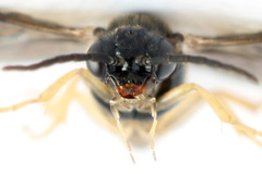 Metallus lanceolatus