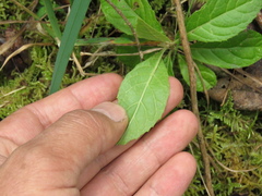 Critoniopsis bogotana