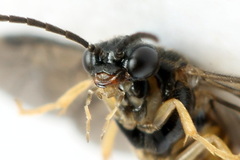 Metallus lanceolatus