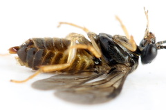 Metallus lanceolatus