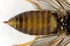 Metallus lanceolatus