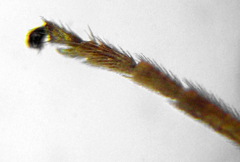 Metallus lanceolatus
