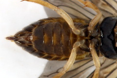 Metallus lanceolatus
