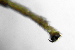 Metallus lanceolatus