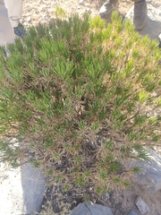 Euryops arabicus