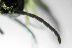 Metallus lanceolatus