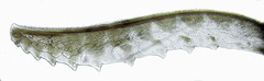 Metallus lanceolatus