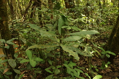 Delpydora macrophylla