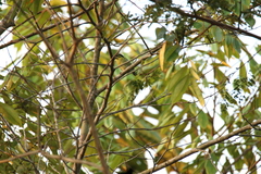Pogoniulus atroflavus
