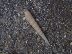 Terebridae
