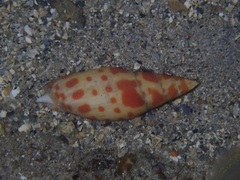 Mitra mitra
