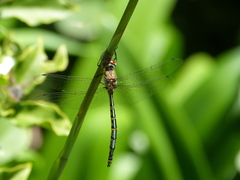 Hemicordulia australiae