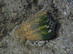 Conus pulicarius