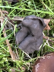 Helvella lacunosa