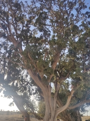 Juniperus seravschanica